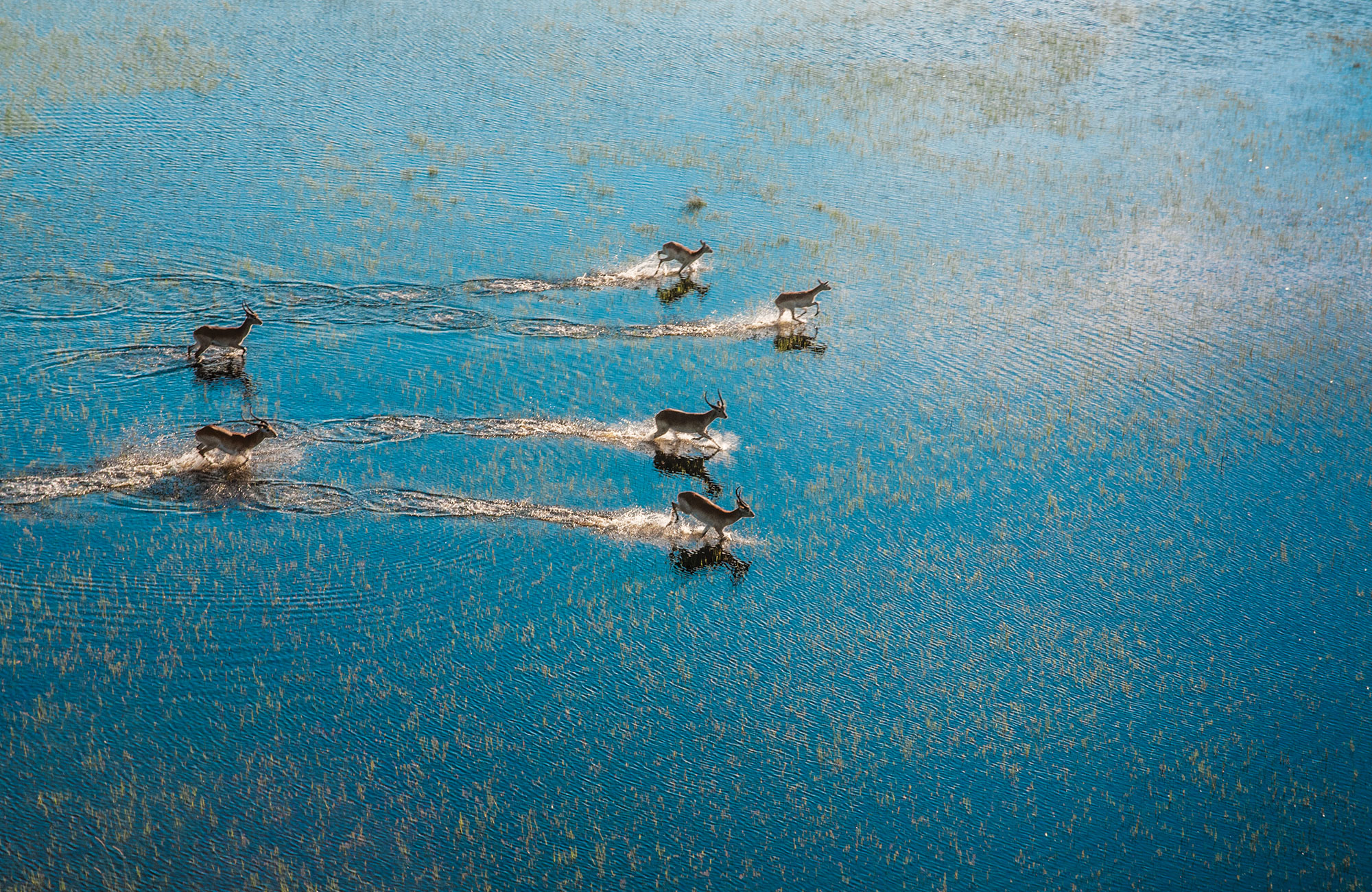 Delta de l'Okavango - botswana