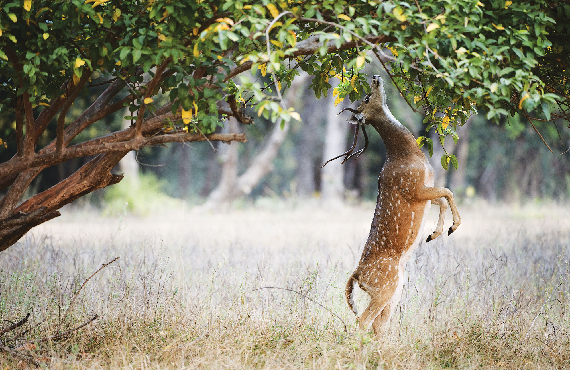 Antilope se nourrissant dressée sur ses pattes arrière dans le Parc de Bandhavgarh