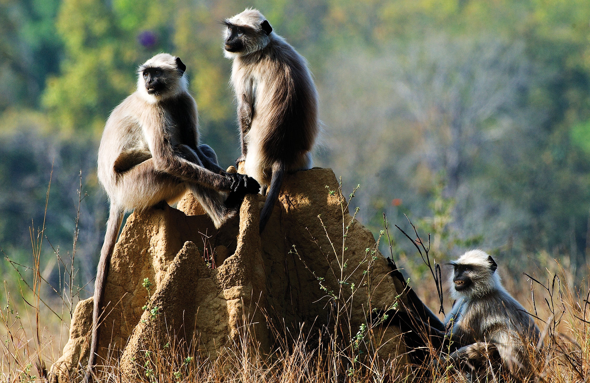 langurs-kanha