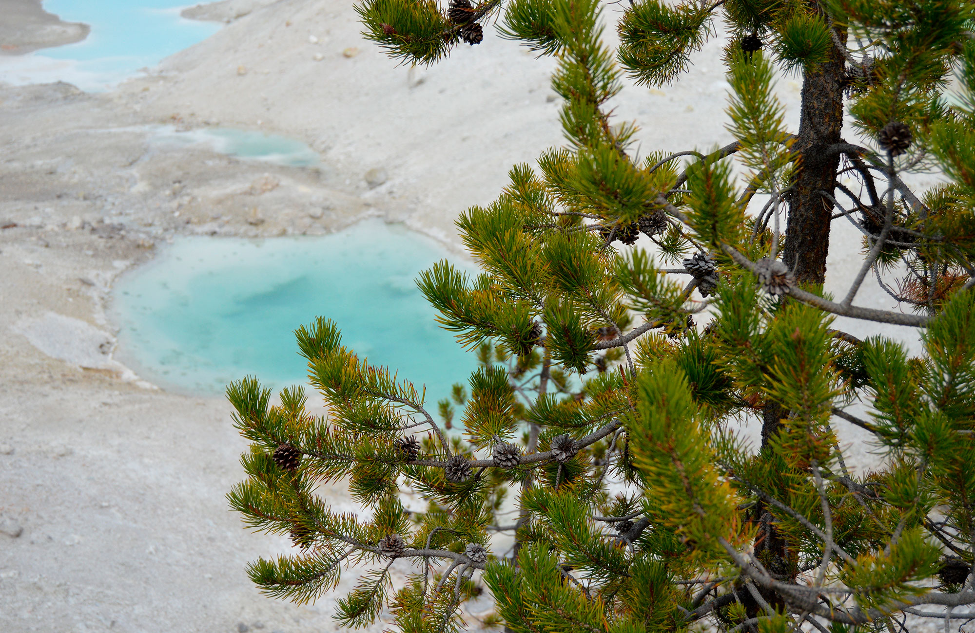 Norris Geyser Country où se trouve le geyser actif le plus haut du monde 