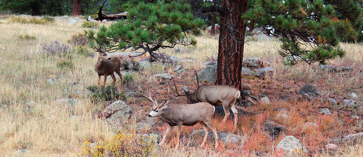 wapitis à Estes Park