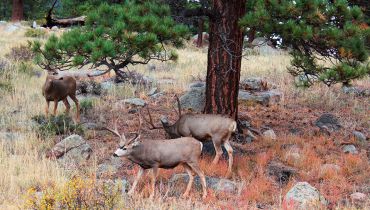 wapitis à Estes Park