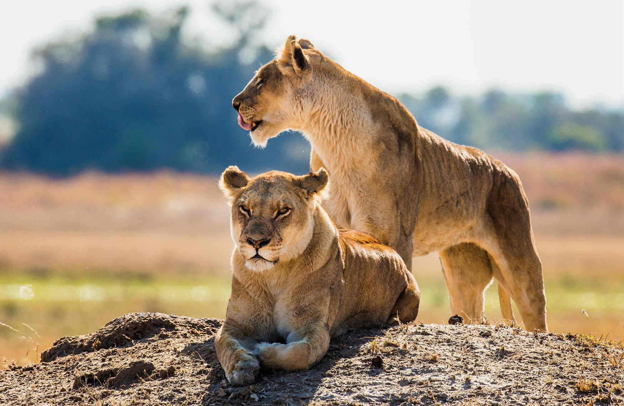 deux lionnes au Botswana lors d'un safari organisé par Amplitudes