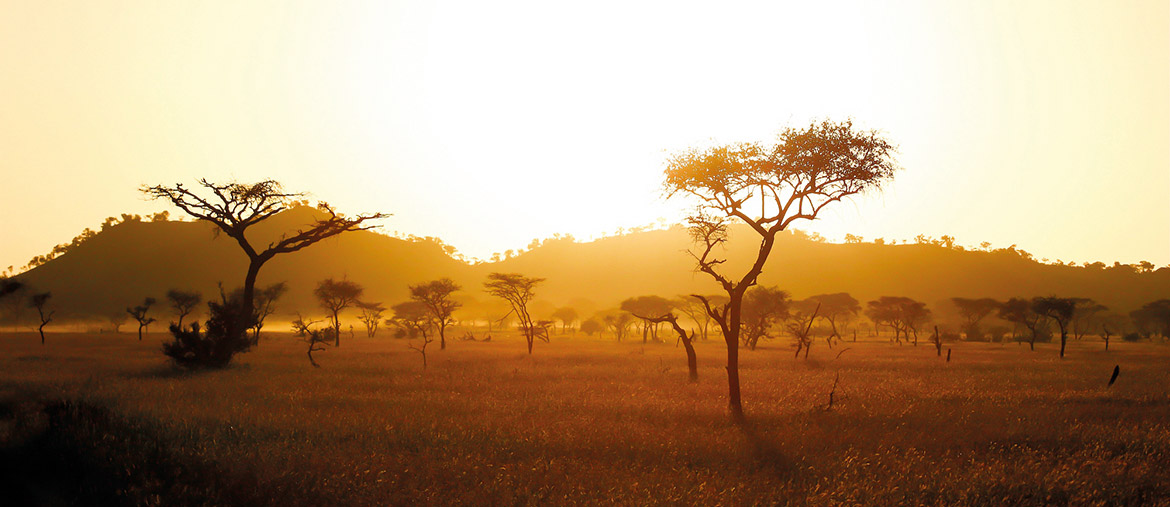 Golden hour sur la savane en Tanzanie avec Amplitudes