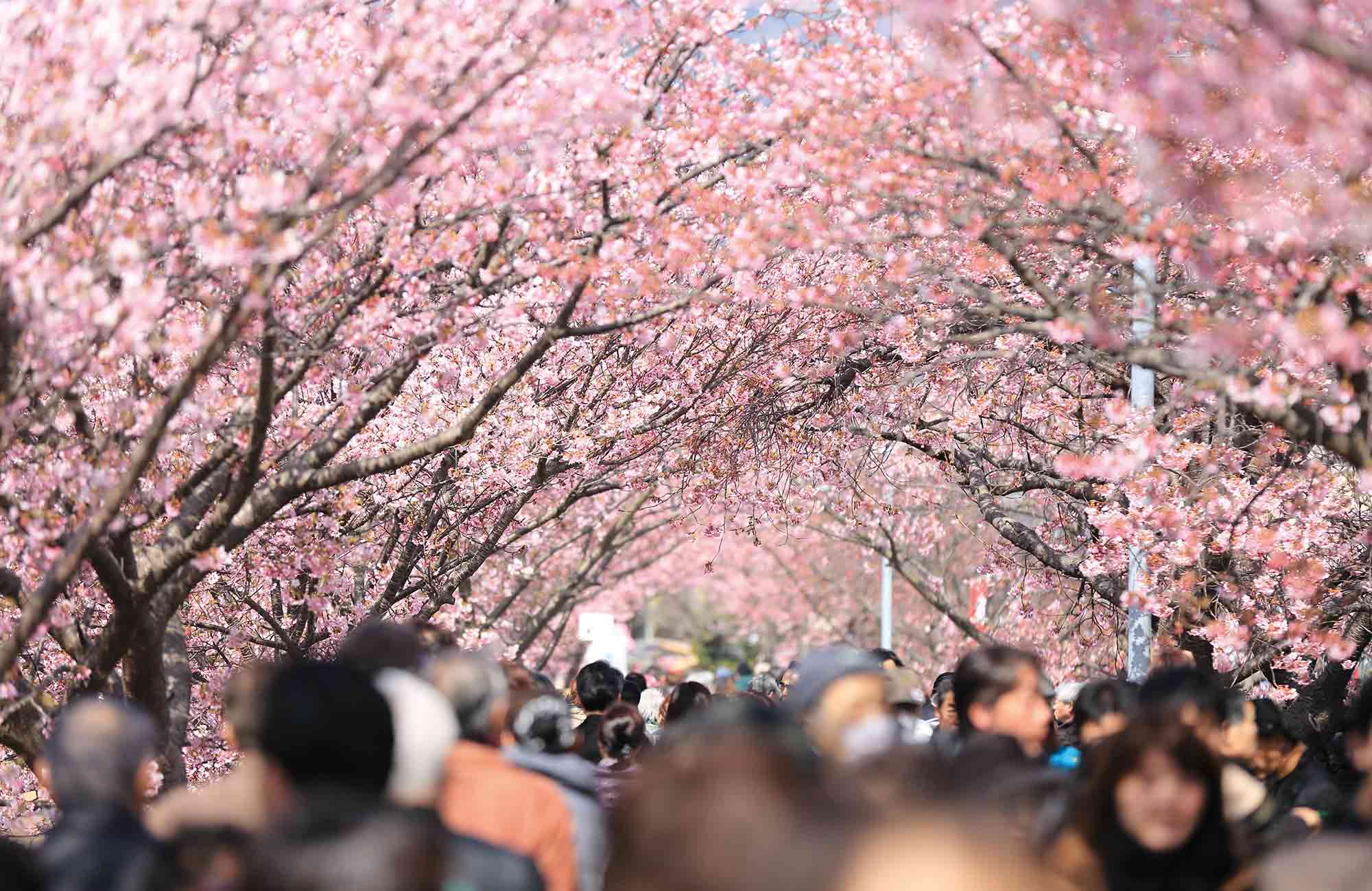 Au printemps, hanami sous les fleurs de sakura, le meilleur moment pour partir au Japon