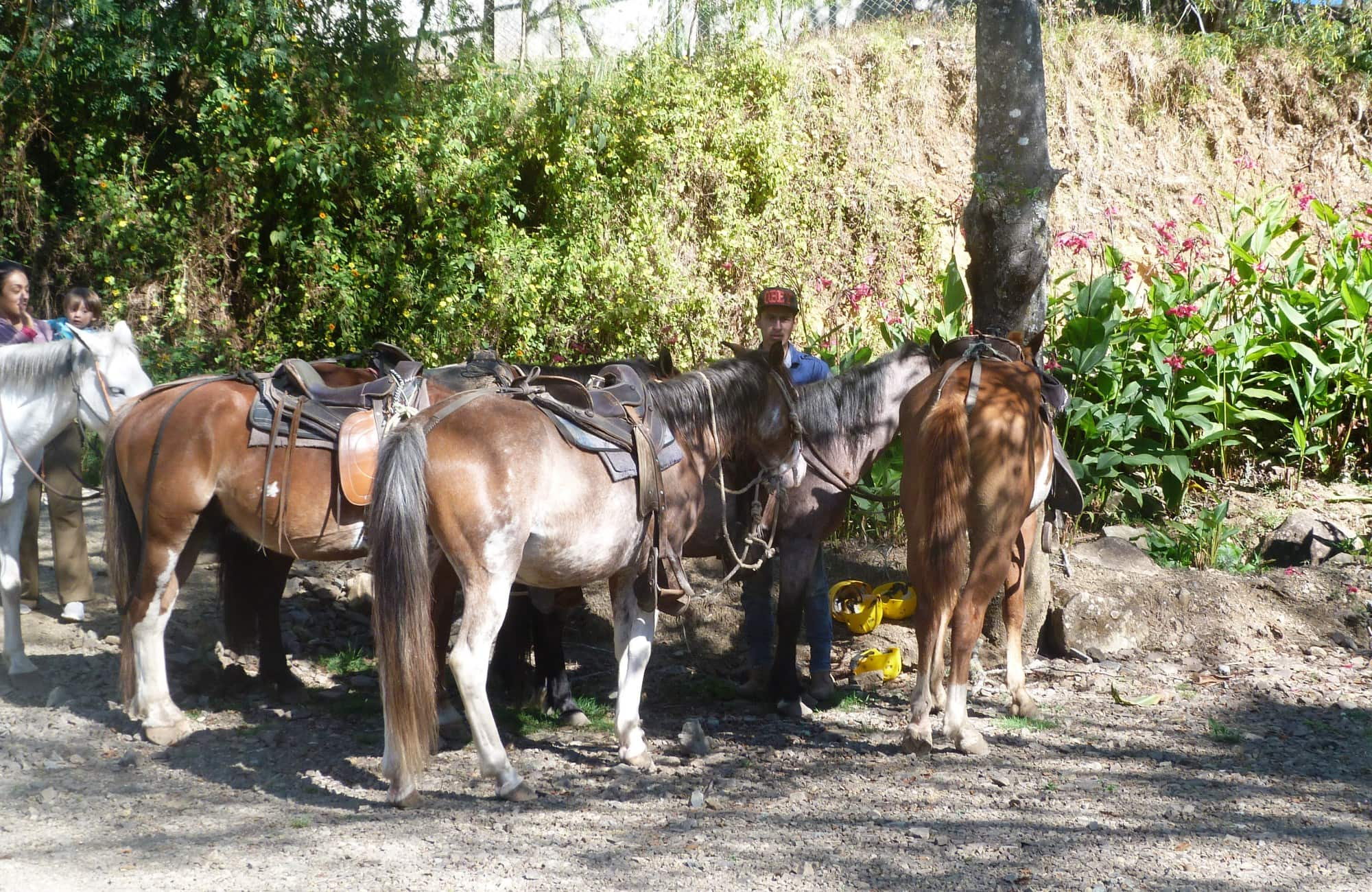 Les chevaux prêt à être monté pour une belle randonnée