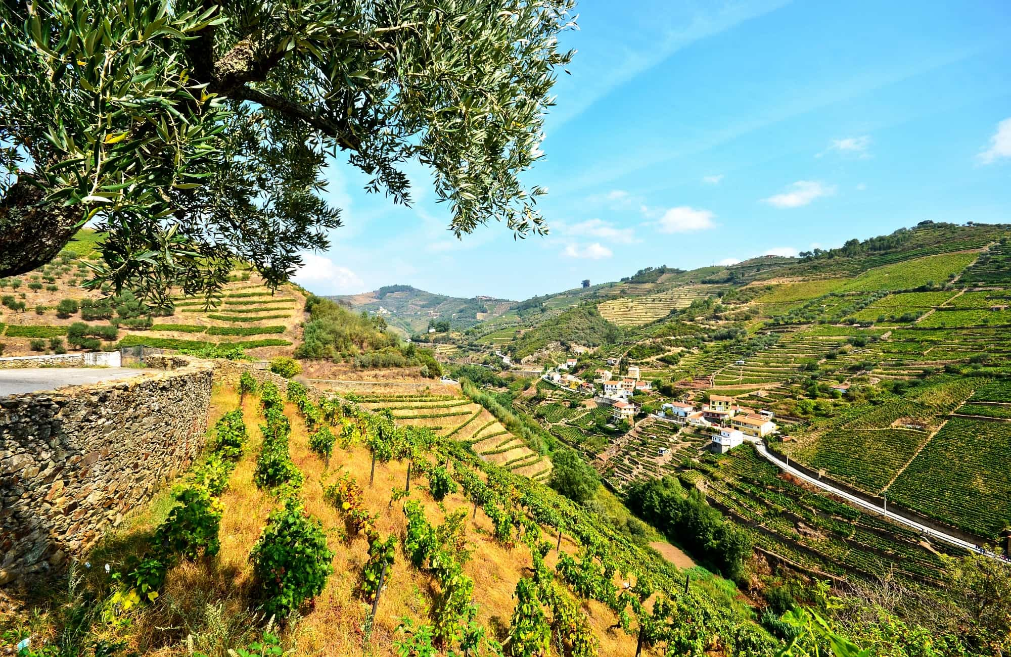 Rizières de vignes parcourant le Douro