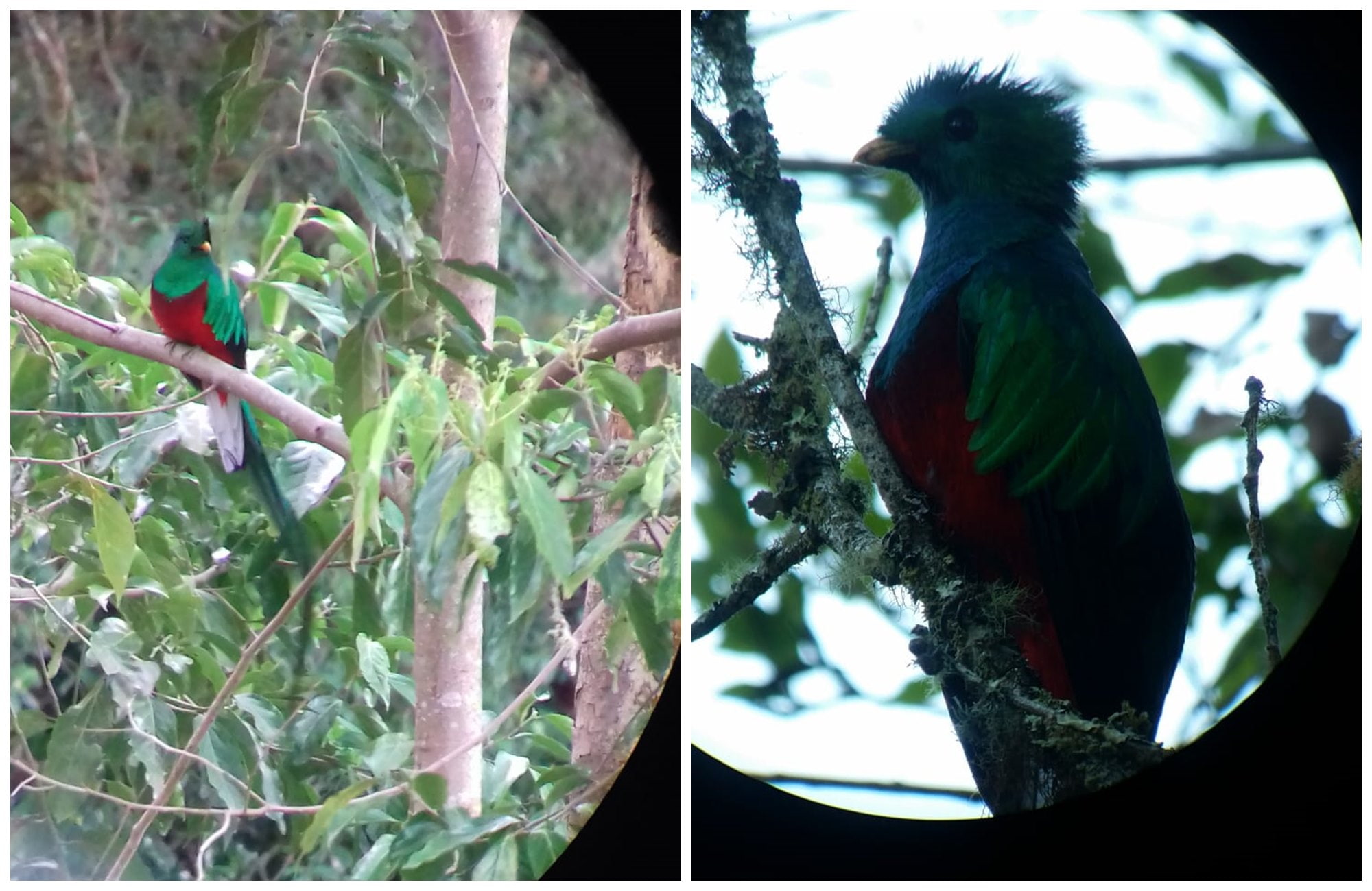 Depuis sa branche, le quetzal fait scrute l'horizon