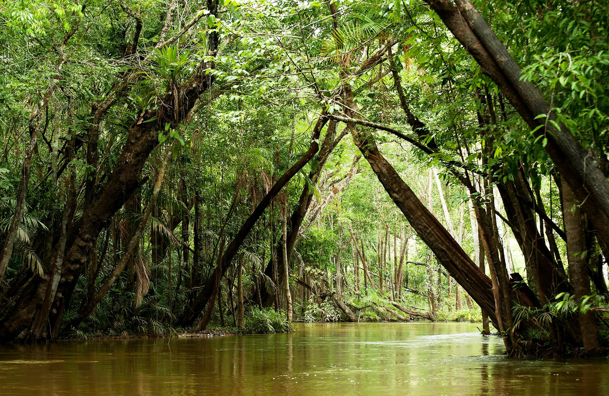 Voyage au Brésil - Foret amazonienne - Amplitudes