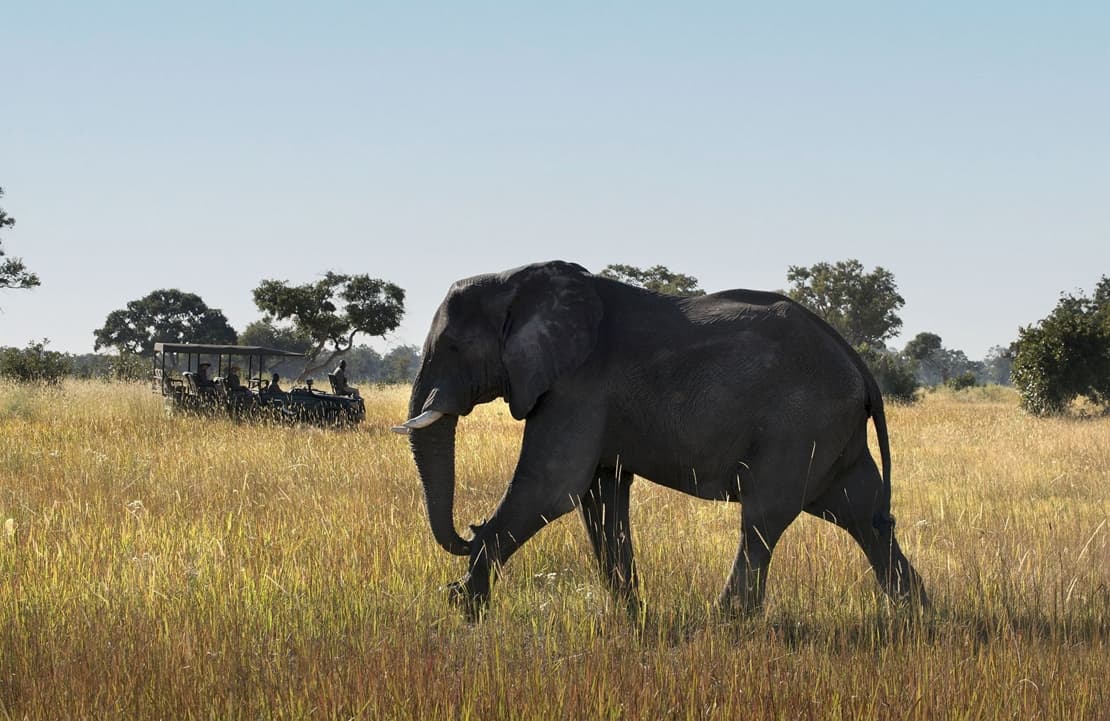 Lune de miel au Botswana - Elephant delta de l'Okavango - Amplitudes