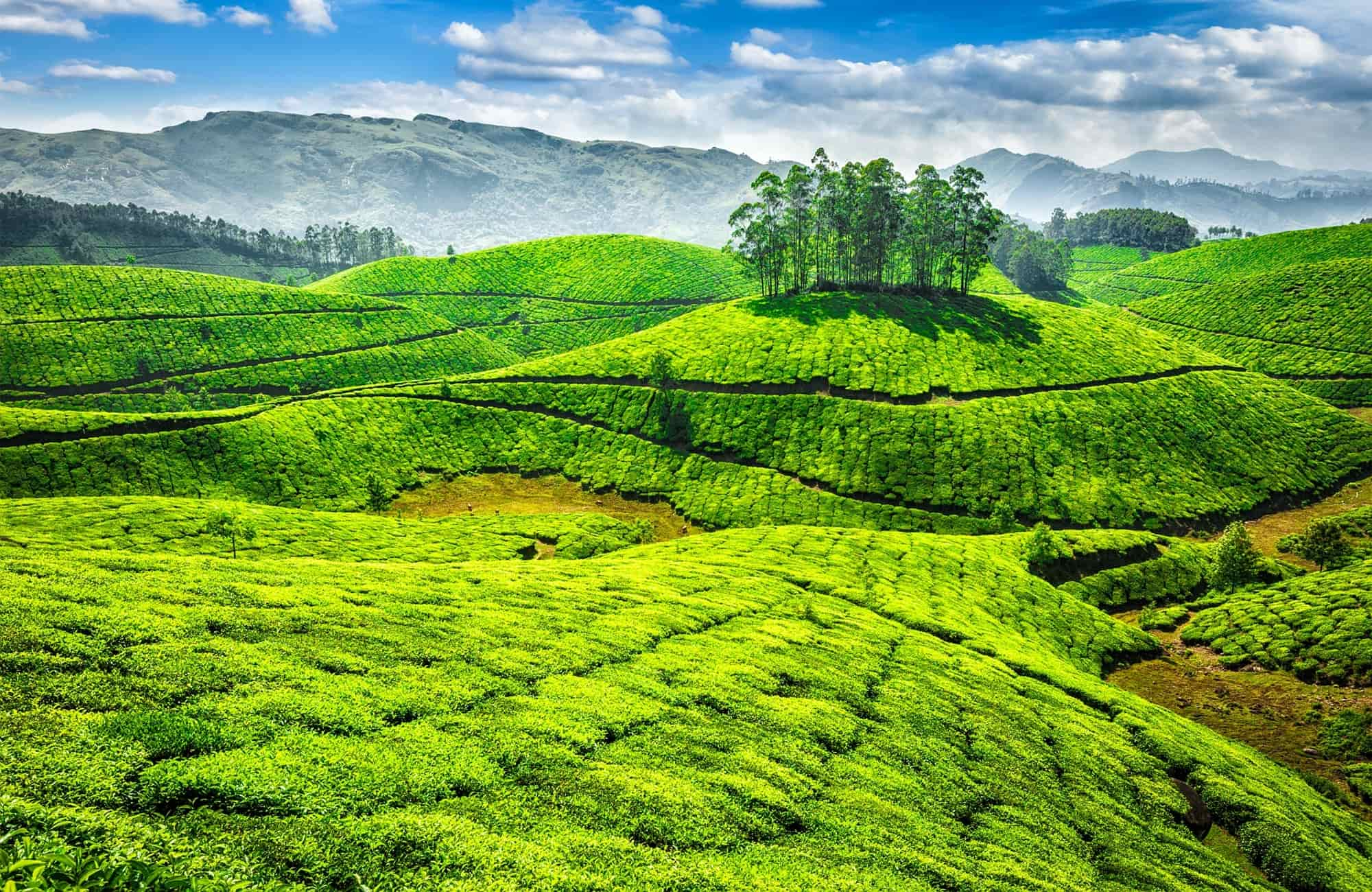 Voyage au Kerala - Munnar - Amplitudes