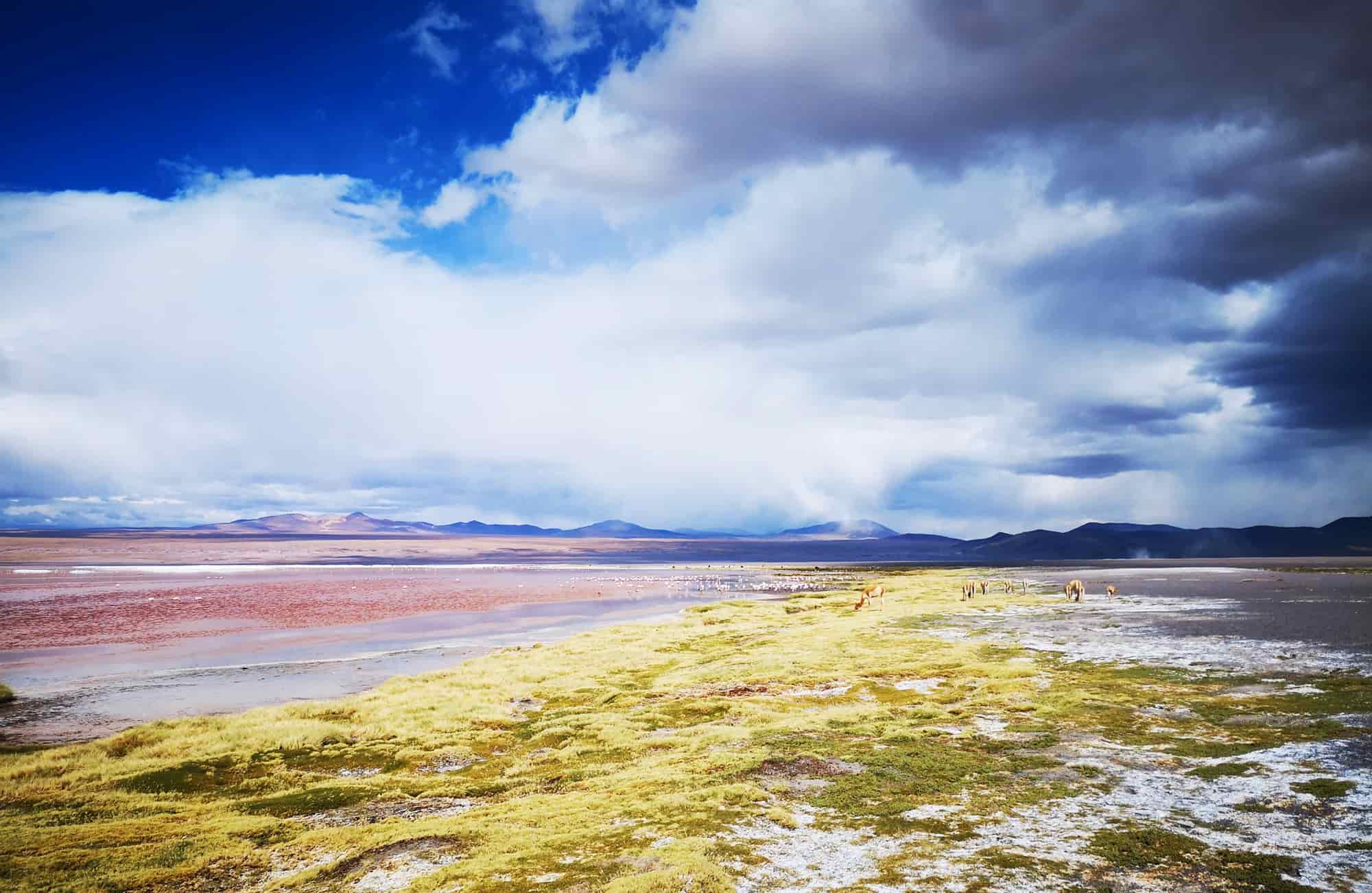 La laguna colorada, la laguna verde ou la laguna blanca : les lagunes du Sud Lipez se parent de milles couleurs.