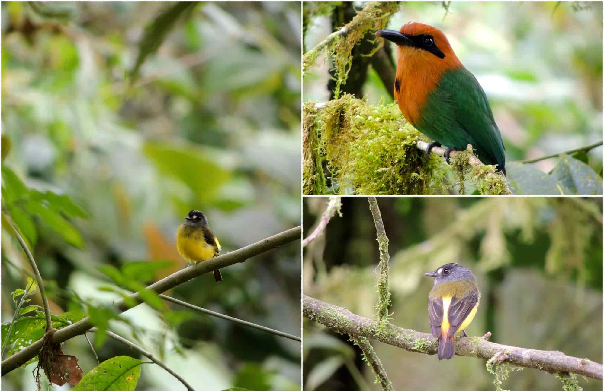 Voyage en Équateur - Oiseaux Mashpi Lodge - Amplitudes