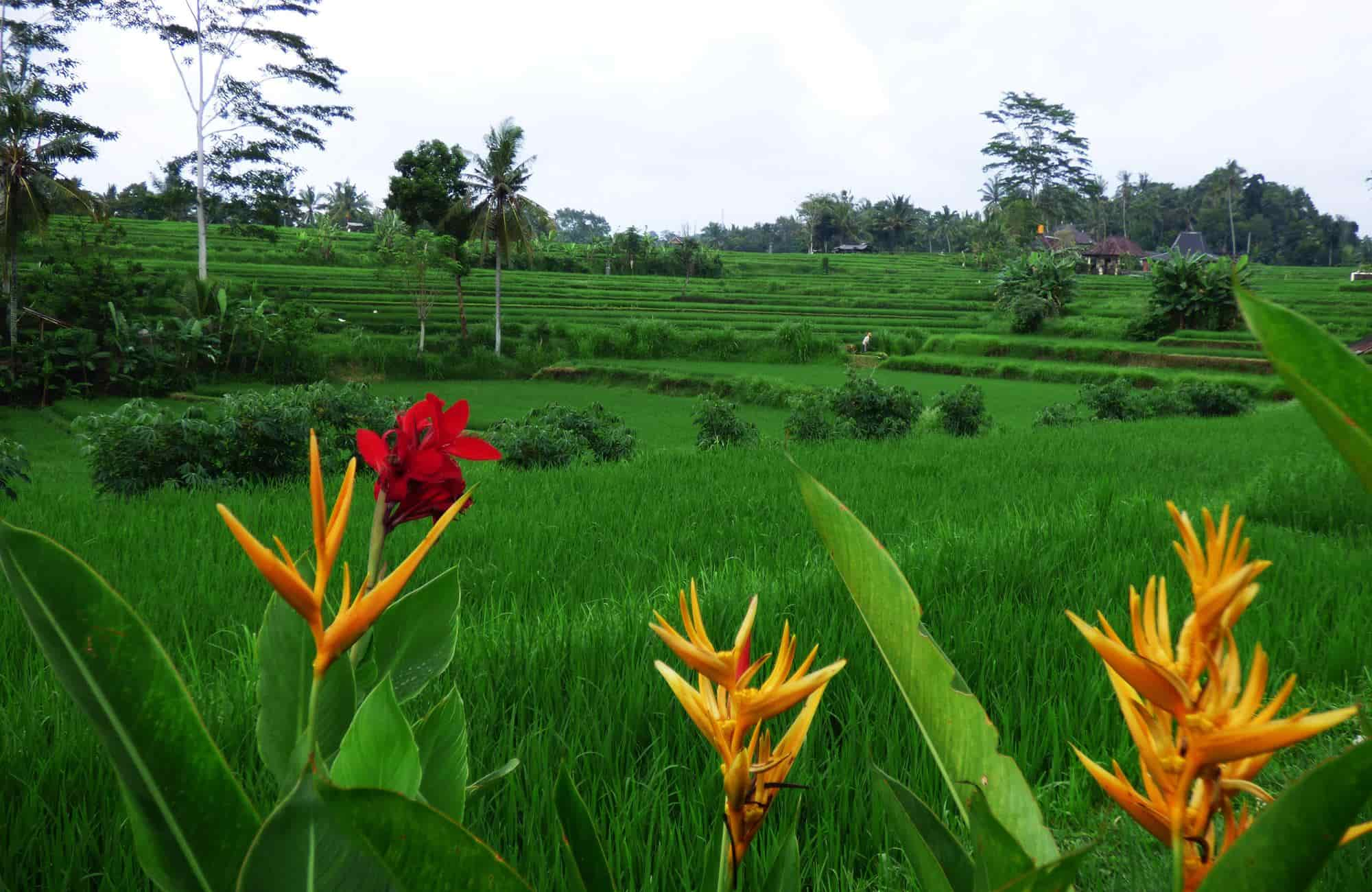 Voyage à Bali - ubud - Amplitudes 