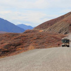 Voyage Alaska - Parc national de Denali - Amplitudes