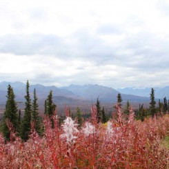 Voyage Alaska - Route de Valdez à Palmer - Amplitudes