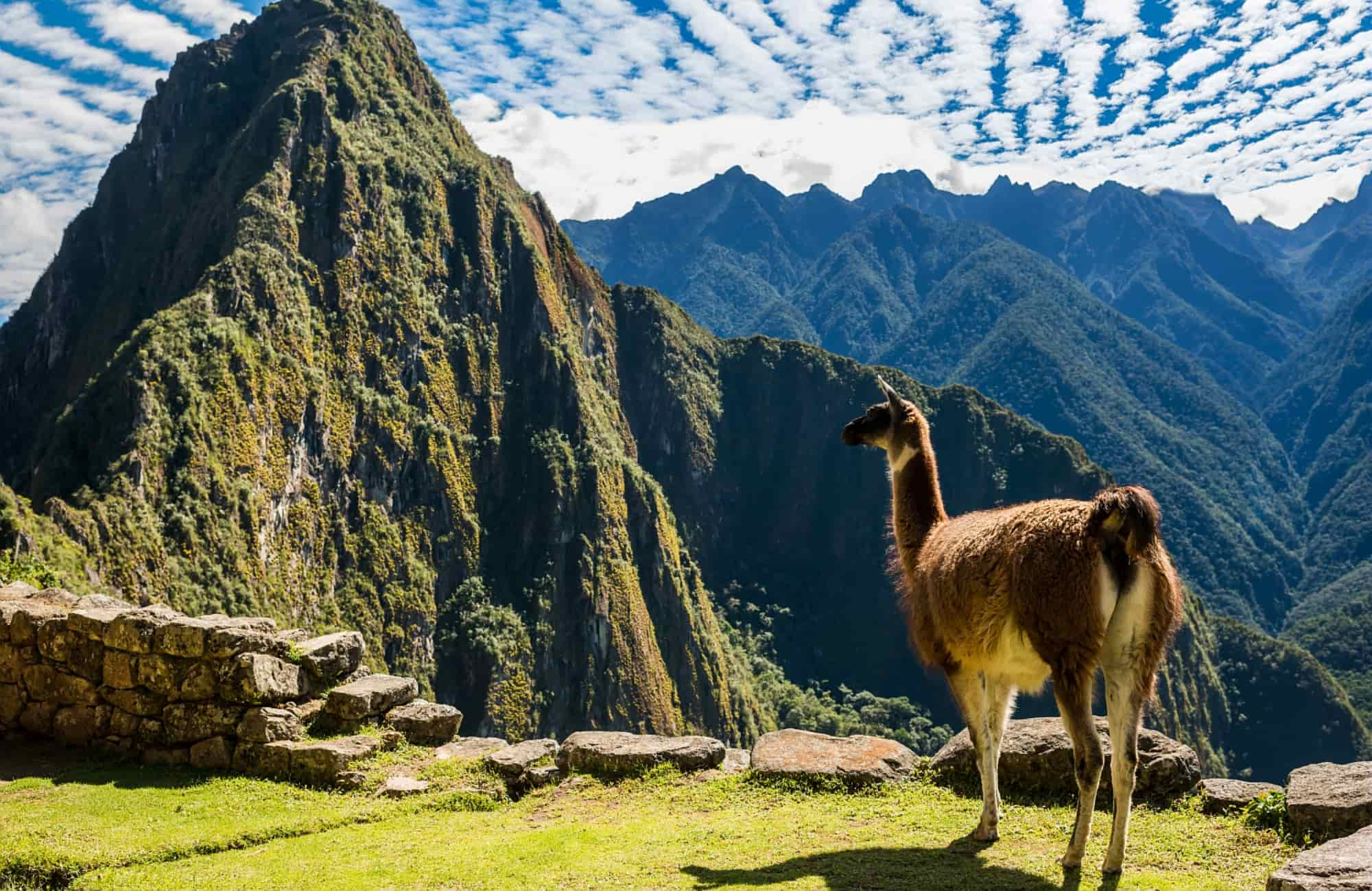 Voyage Pérou - Lama au Machu Picchu - Amplitudes