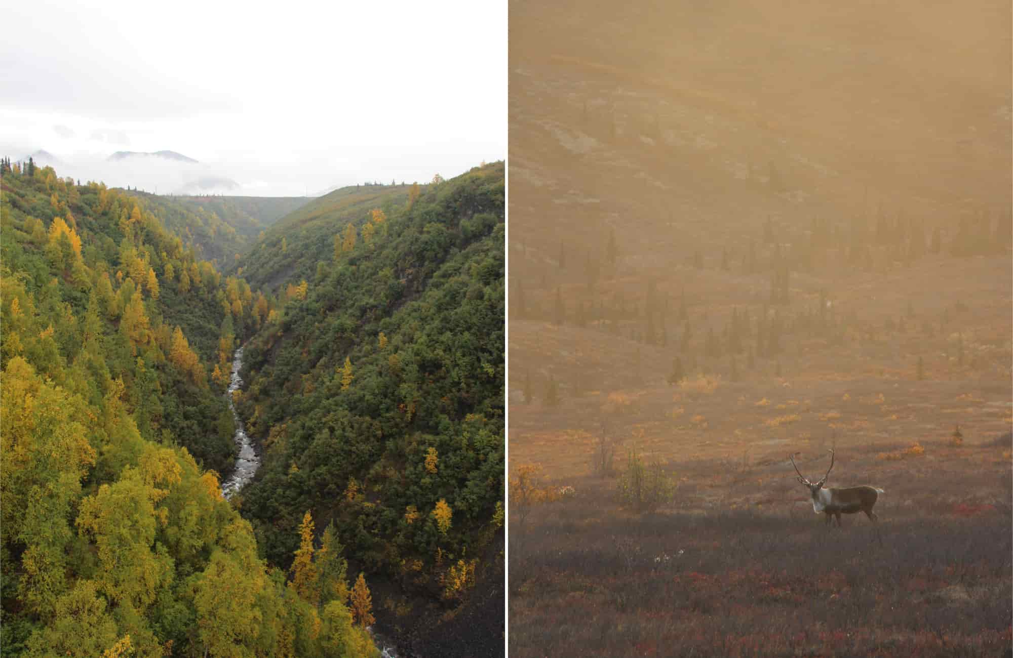 Voyage Alaska - Parc National de Denali - Amplitudes