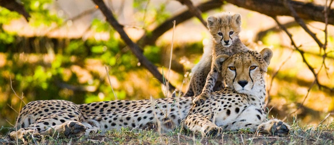 Voyage Kenya - Famille de Guépards - Amplitudes