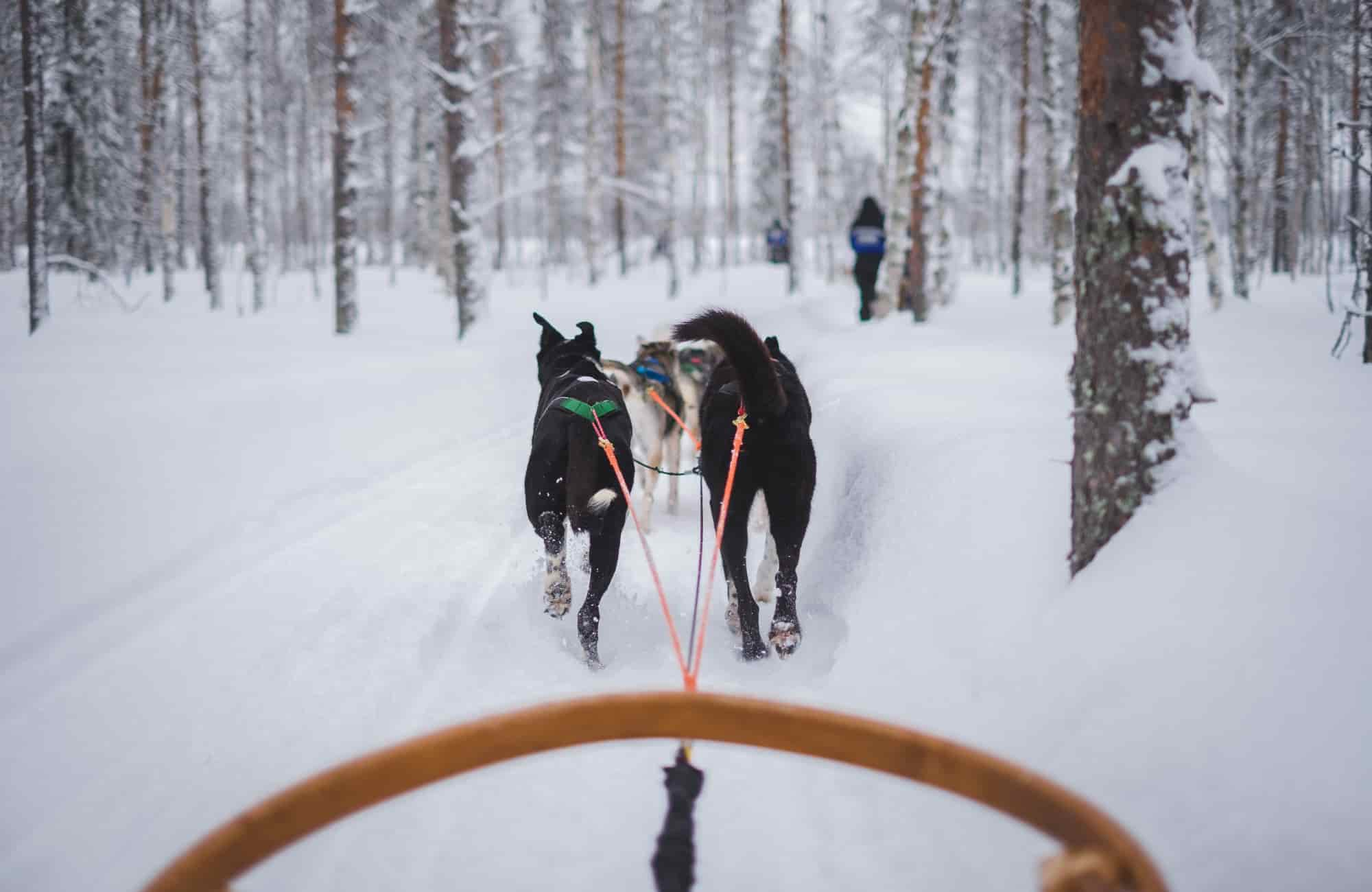 Voyage Laponie - Balade en chiens de traîneaux - Amplitudes