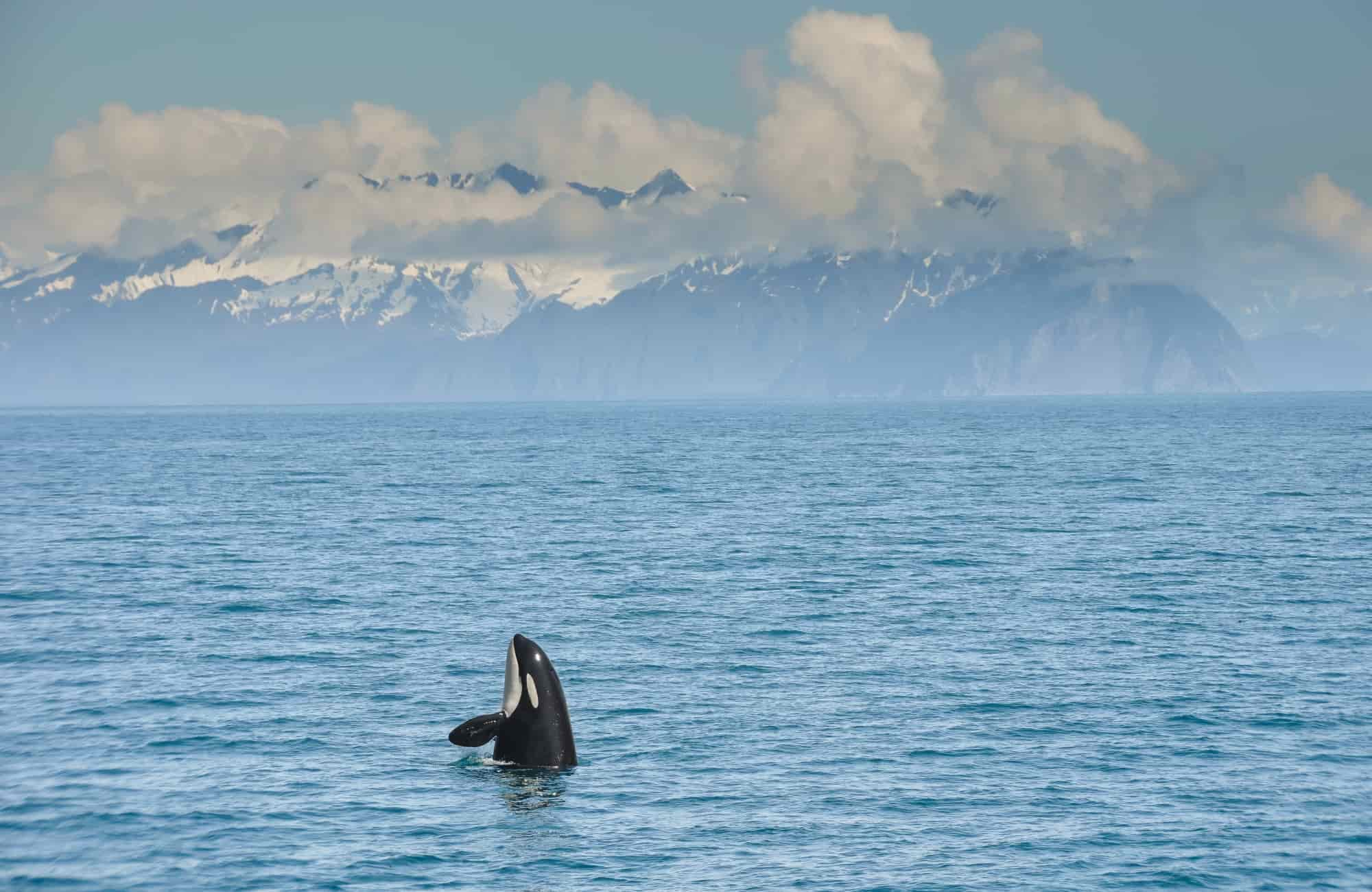 Voyage Eutats-Unis - Alaska Kenai Fjords National Park - Amplitudes