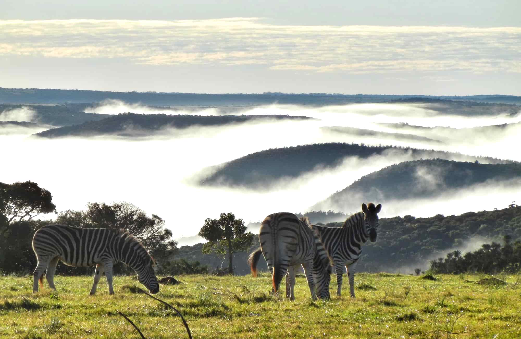 Voyage Afrique du Sud - Amplitudes