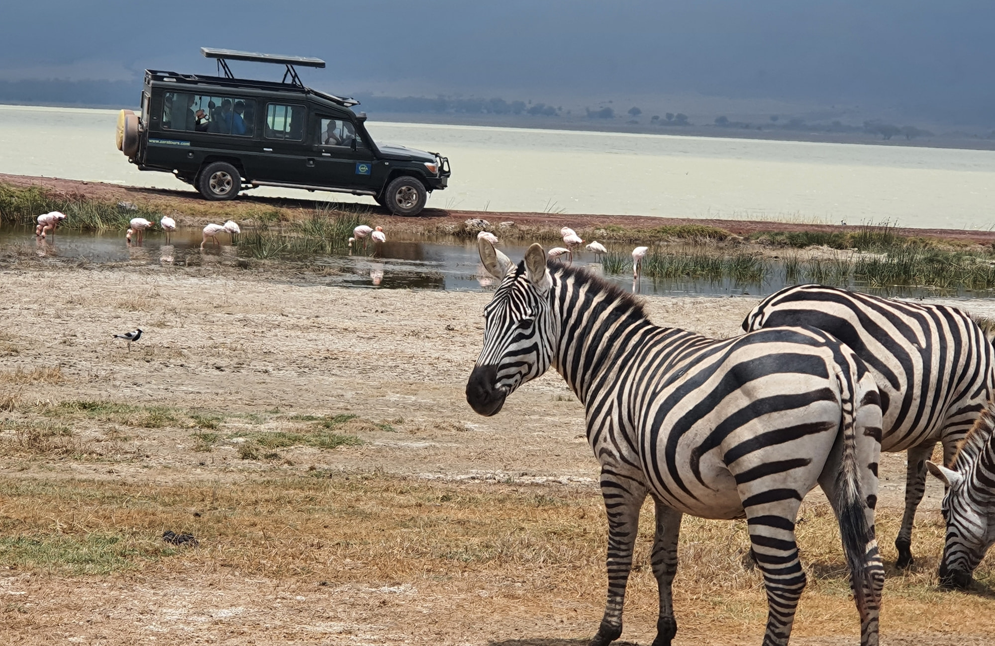 Safari Ngorongoro - Zèbres - Amplitudes