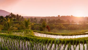 Partir à Bali - Rizières - Amplitudes