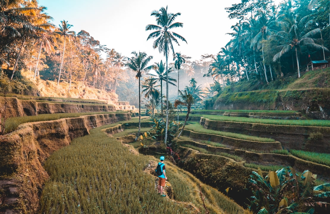 Voyage Bali - Rizières de Tegallalang - Amplitudes