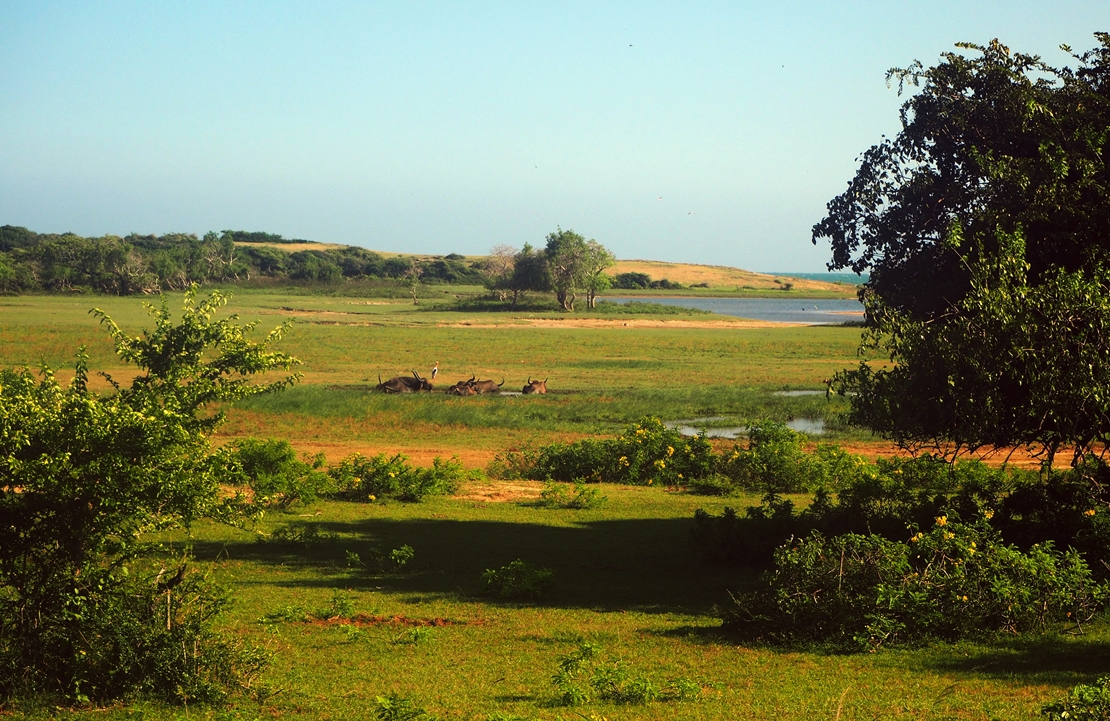 Voyage Sri Lanka - Parc national de Yala - Amplitudes