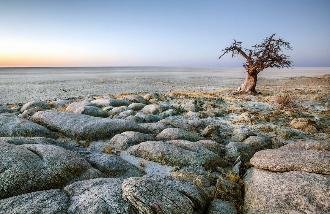 Voyage Botswana - Baobab Makgadikgadi Pans - Amplitudes