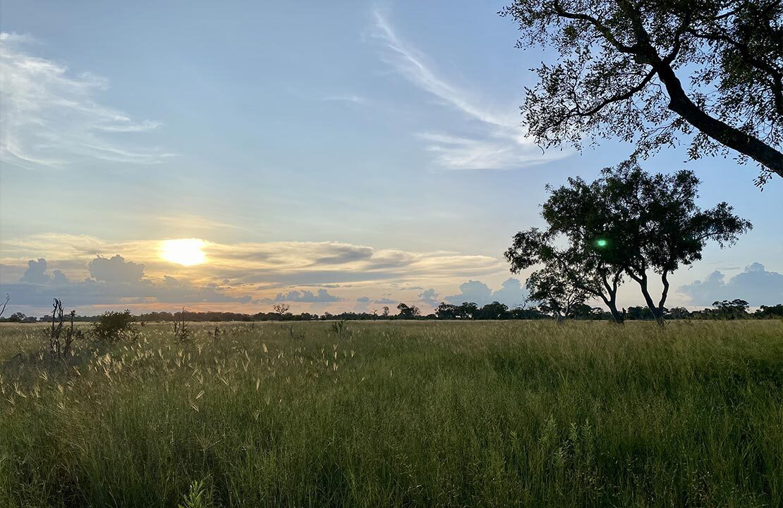 Voyage Botswana - Okavango prairie - Amplitudes