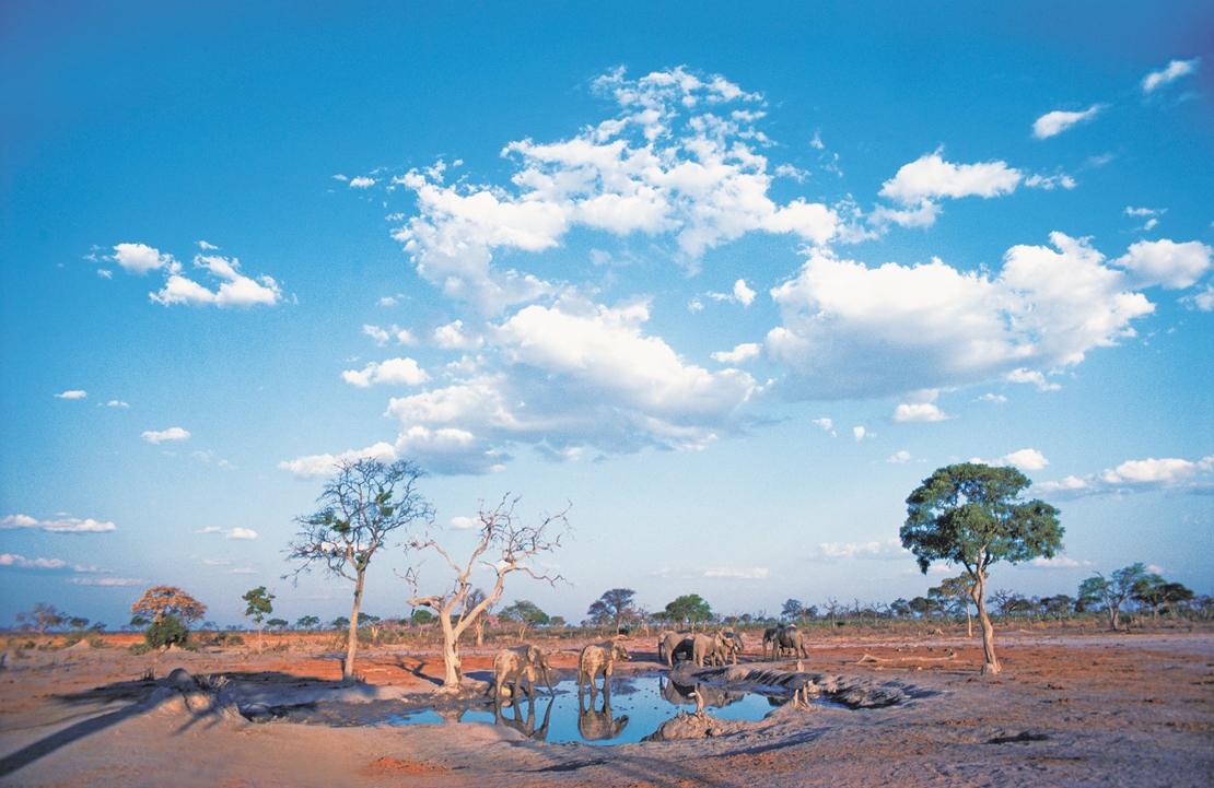 Voyage Afrique - Réserve de Savuti - Amplitudes