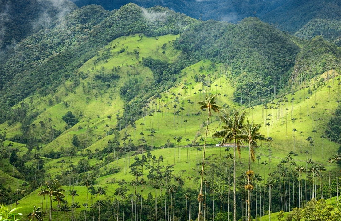 Circuit Parcs naturels Colombie - Palmeraie de la vallée de Cocora - Amplitudes