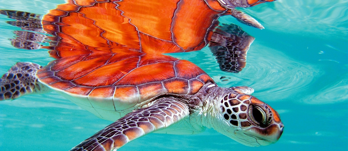 Séjour en Polynésie Française - Où nager avec les tortues caouannes - Amplitudes