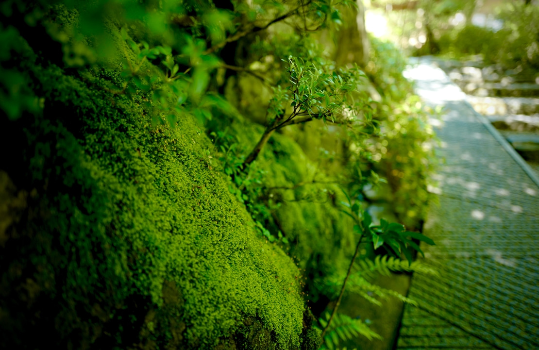 Séjour culturel à Kyoto - Sur le chemin verdoyant du temple Honen-In - Amplitudes