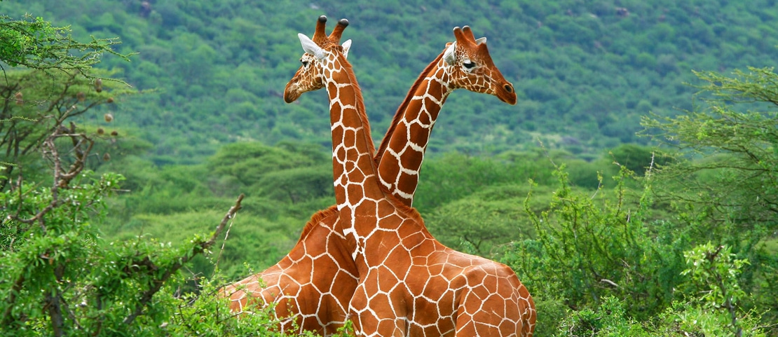 Safari au Kenya - Un couple de girafes dans la jungle kenyane - Amplitudes