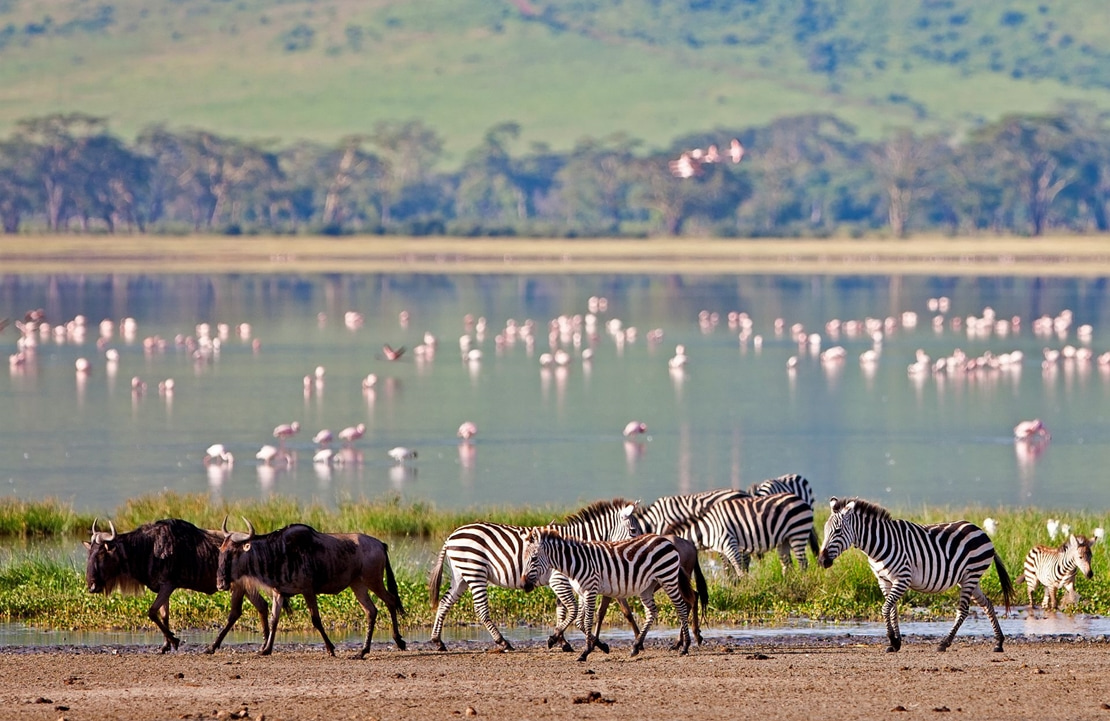 Circuit chauffeur-guide Tanzanie - Les rives du lac Manyara - Amplitudes