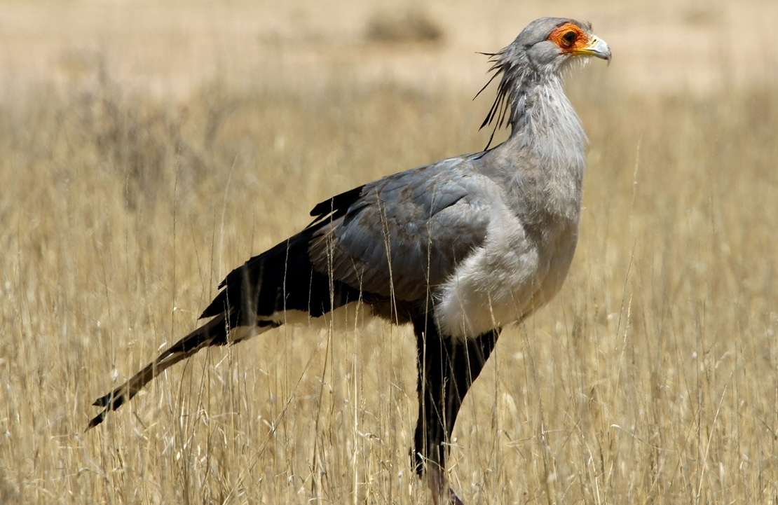 Safari ornithologique au Masaï Mara - Un serpentaire guettant sa proie - Amplitudes