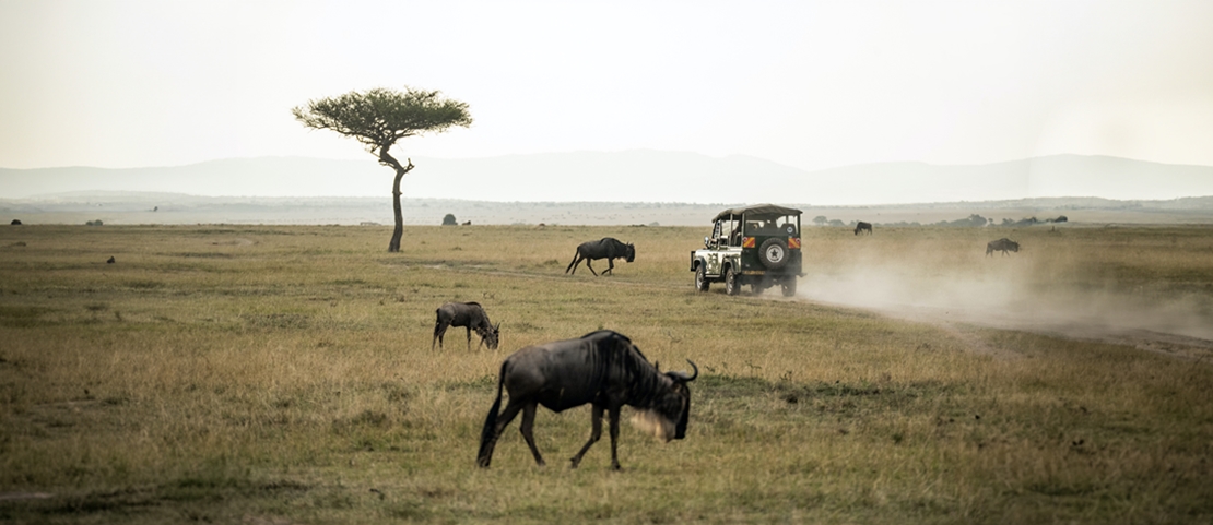 Circuit chauffeur-guide au Kenya - Le Masai Mara en safari - Amplitudes