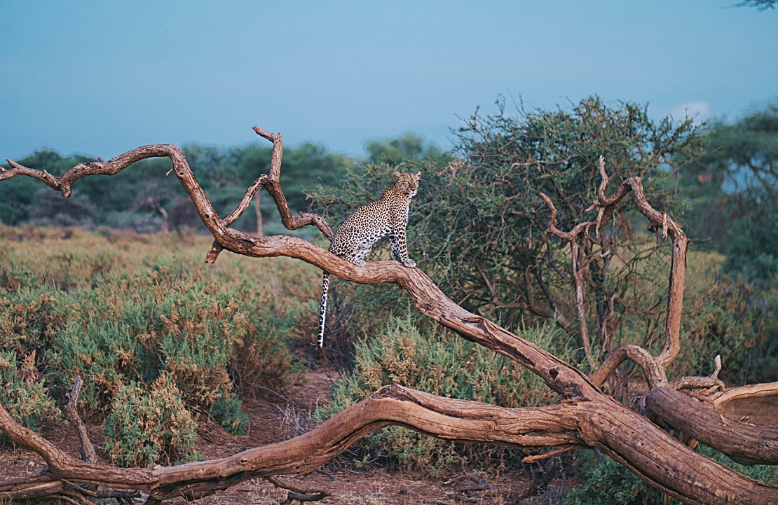 Safari Réserve Kenya - Un léopard guettant sur une branche dans la réserve de Samburu - Amplitudes