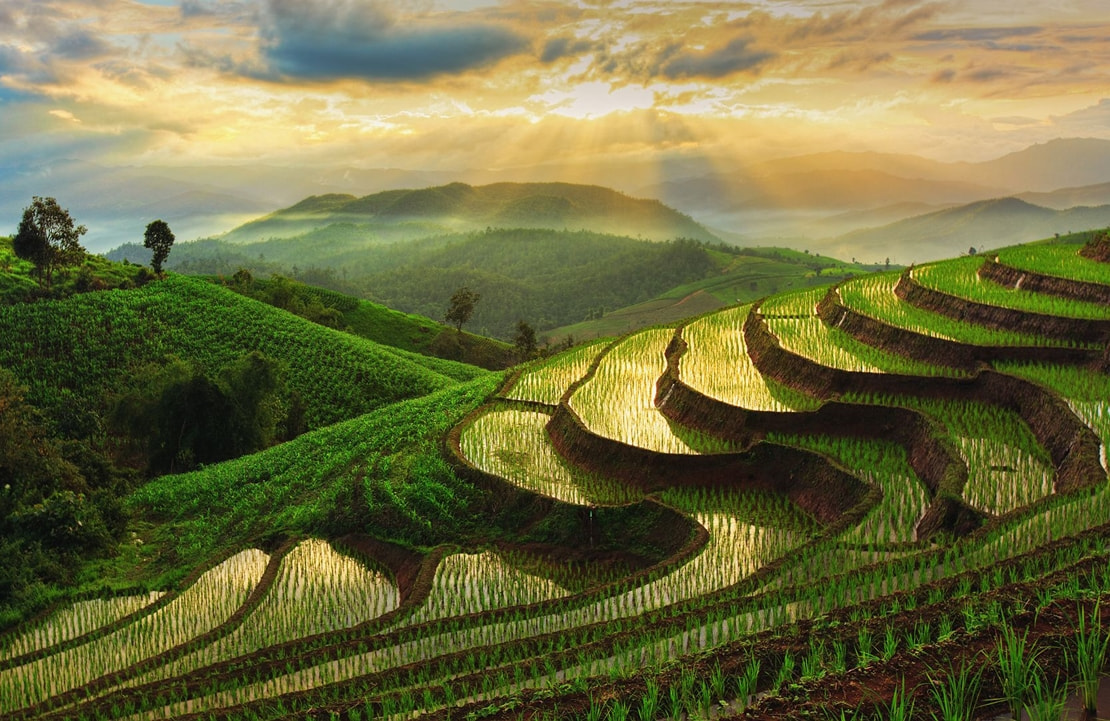 Voyage de noces en Thaïlande - Les rizières entourant Chiang Mai - Amplitudes