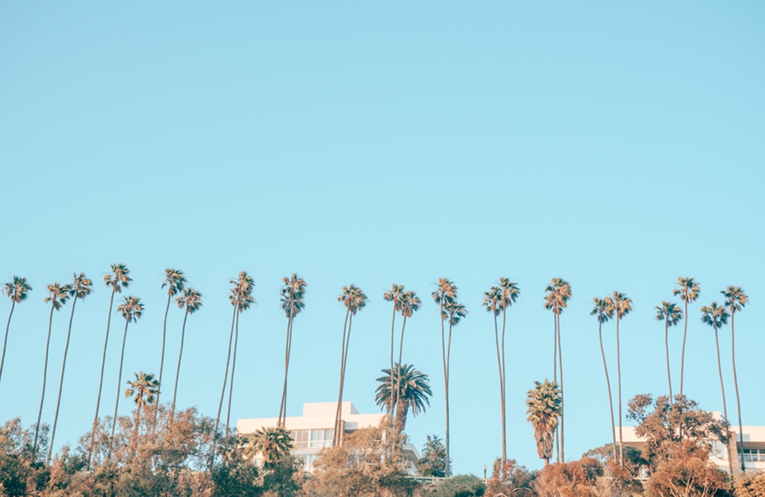 Lune de miel à Los Angeles - Les palmiers de Santa Monica - Amplitudes