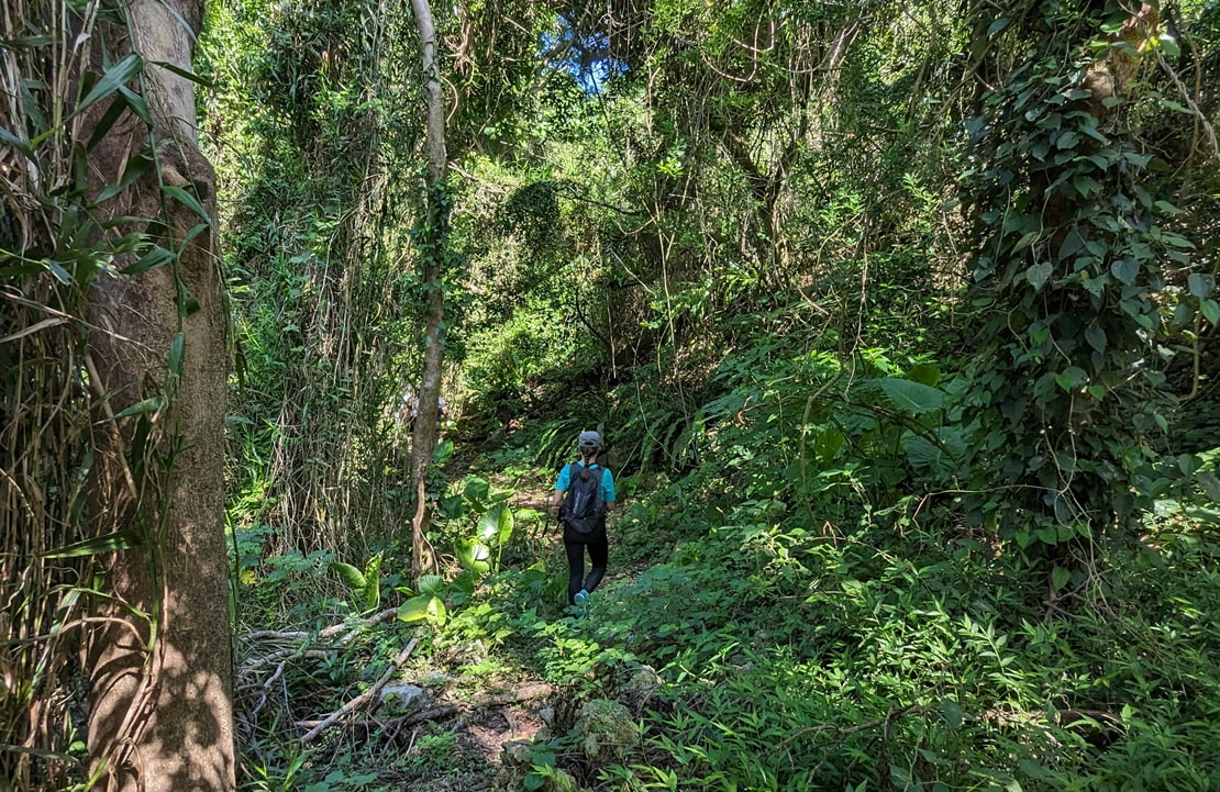 Immersion dans les zones bleues - Promenade dans le parc de Yanbaru à Okinawa - Amplitudes