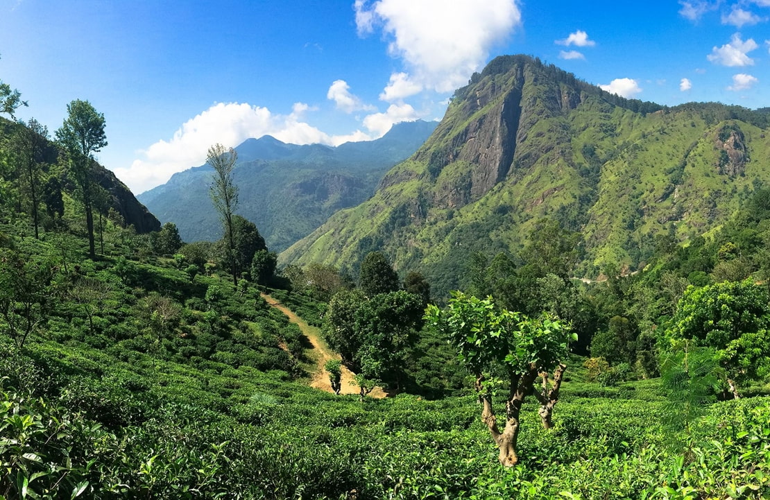 Slow travel au Sri Lanka - Le panorama verdoyant de Nuwara Eliya - Amplitudes