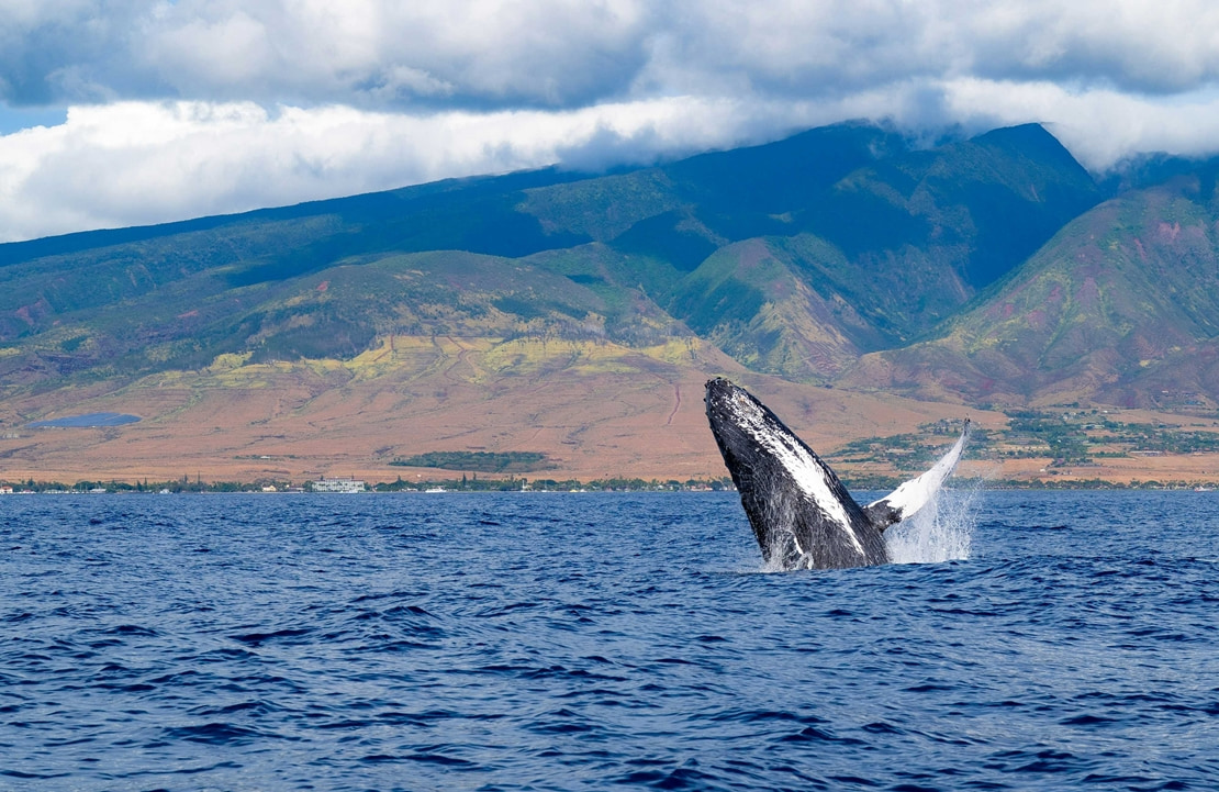 Croisière à Maui - Une baleine sautant dans la baie - Amplitudes