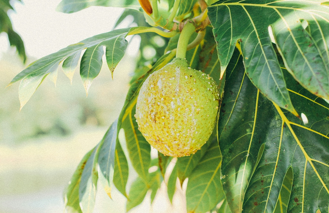 Voyage gastronomique sur Hawai Big Island - Le fruit de l'arbre à pain - Amplitudes