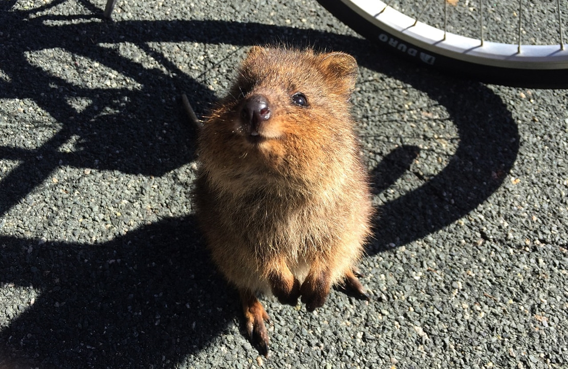 Autotour en Australie - Un quokka vous souriant au pied de votre vélo - Amplitudes