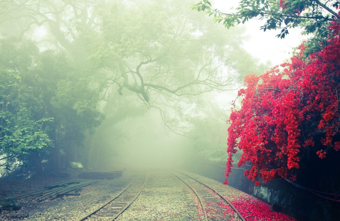 Voyage sur mesure à Taïwan - Brume dans le parc d'Alishan - Amplitudes