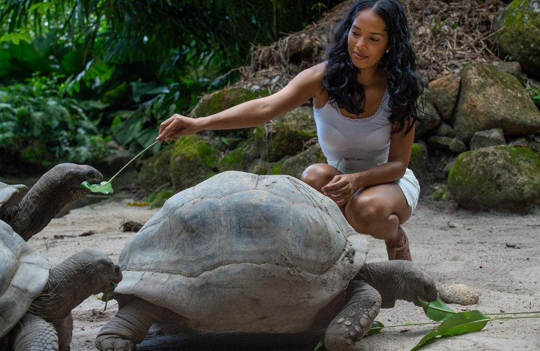 Séjour sur l'atoll d'Aldabra - Les tortues géantes des Seychelles -  Amplitudes